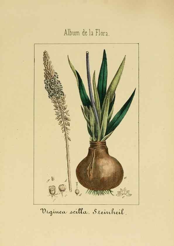 Reproducción/Reproduction 8157657923: Album de la flora médico-farmacéutica é industrial, indígena y exótica,. Madrid,Impr. de la Galeria literaria,1862-64.