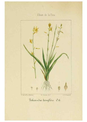 Reproducción/Reproduction 8157691582: Album de la flora médico-farmacéutica é industrial, indígena y exótica,. Madrid,Impr. de la Galeria literaria,1862-64.