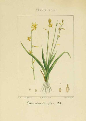 Reproducción/Reproduction 8157691582: Album de la flora médico-farmacéutica é industrial, indígena y exótica,. Madrid,Impr. de la Galeria literaria,1862-64.