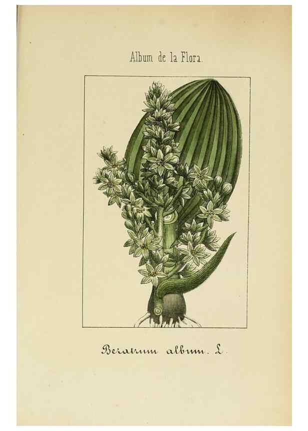 Reproducción/Reproduction 8157658955: Album de la flora médico-farmacéutica é industrial, indígena y exótica,. Madrid,Impr. de la Galeria literaria,1862-64.