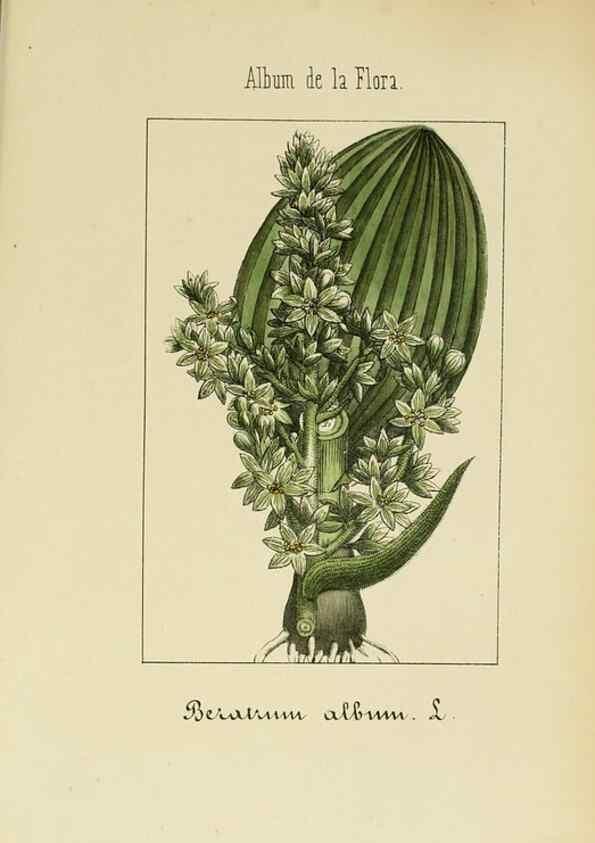 Reproducción/Reproduction 8157658955: Album de la flora médico-farmacéutica é industrial, indígena y exótica,. Madrid,Impr. de la Galeria literaria,1862-64.