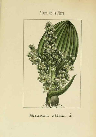 Reproducción/Reproduction 8157658955: Album de la flora médico-farmacéutica é industrial, indígena y exótica,. Madrid,Impr. de la Galeria literaria,1862-64.