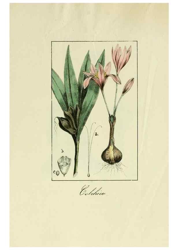 Reproducción/Reproduction 8157692596: Album de la flora médico-farmacéutica é industrial, indígena y exótica,. Madrid,Impr. de la Galeria literaria,1862-64.