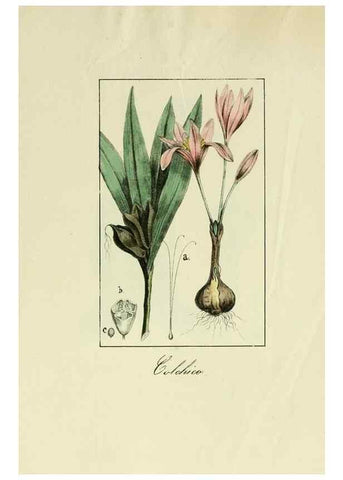 Reproducción/Reproduction 8157692596: Album de la flora médico-farmacéutica é industrial, indígena y exótica,. Madrid,Impr. de la Galeria literaria,1862-64.