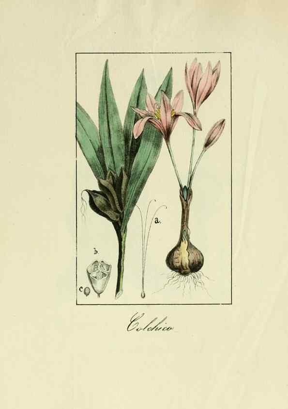Reproducción/Reproduction 8157692596: Album de la flora médico-farmacéutica é industrial, indígena y exótica,. Madrid,Impr. de la Galeria literaria,1862-64.