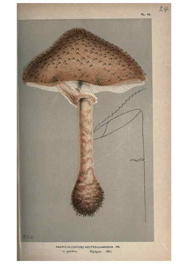 Reproducción/Reproduction 8163867757: Illustrations of British Fungi (Hymenomycetes), to serve as an atlas to the ""Handbook of British Fungi"".. LondonWilliams and Norgate1881-91