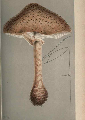 Reproducción/Reproduction 8163867757: Illustrations of British Fungi (Hymenomycetes), to serve as an atlas to the ""Handbook of British Fungi"".. LondonWilliams and Norgate1881-91