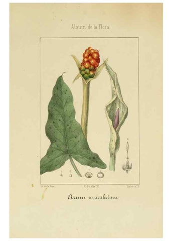 Reproducción/Reproduction 8157693030: Album de la flora médico-farmacéutica é industrial, indígena y exótica,. Madrid,Impr. de la Galeria literaria,1862-64.