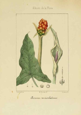 Reproducción/Reproduction 8157693030: Album de la flora médico-farmacéutica é industrial, indígena y exótica,. Madrid,Impr. de la Galeria literaria,1862-64.