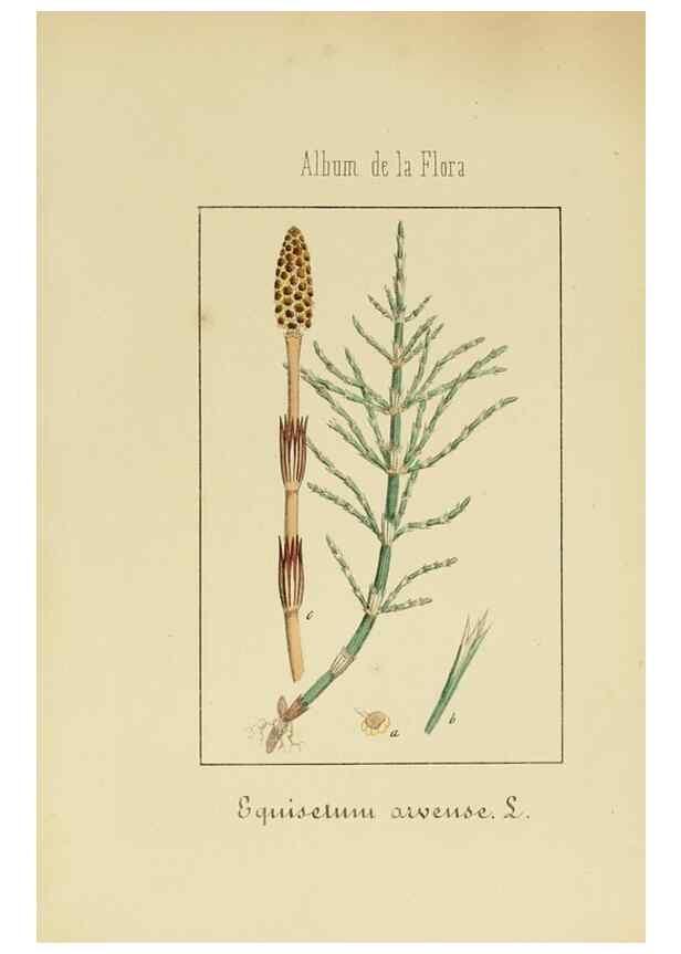 Reproducción/Reproduction 8157661099: Album de la flora médico-farmacéutica é industrial, indígena y exótica,. Madrid,Impr. de la Galeria literaria,1862-64.
