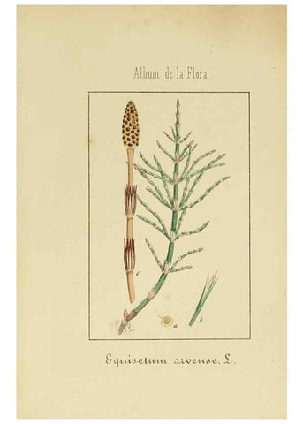 Reproducción/Reproduction 8157661099: Album de la flora médico-farmacéutica é industrial, indígena y exótica,. Madrid,Impr. de la Galeria literaria,1862-64.