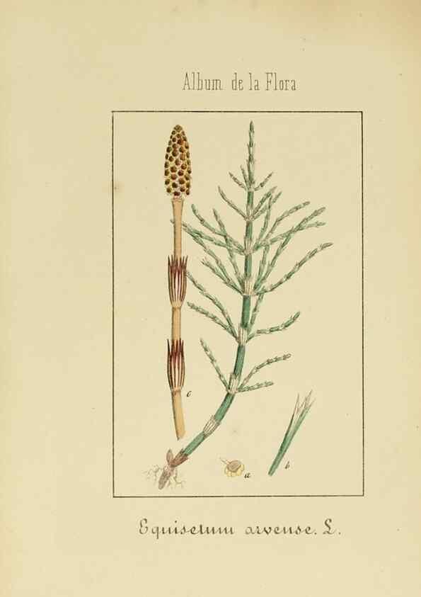 Reproducción/Reproduction 8157661099: Album de la flora médico-farmacéutica é industrial, indígena y exótica,. Madrid,Impr. de la Galeria literaria,1862-64.