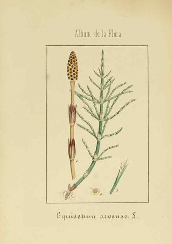 Reproducción/Reproduction 8157661099: Album de la flora médico-farmacéutica é industrial, indígena y exótica,. Madrid,Impr. de la Galeria literaria,1862-64.
