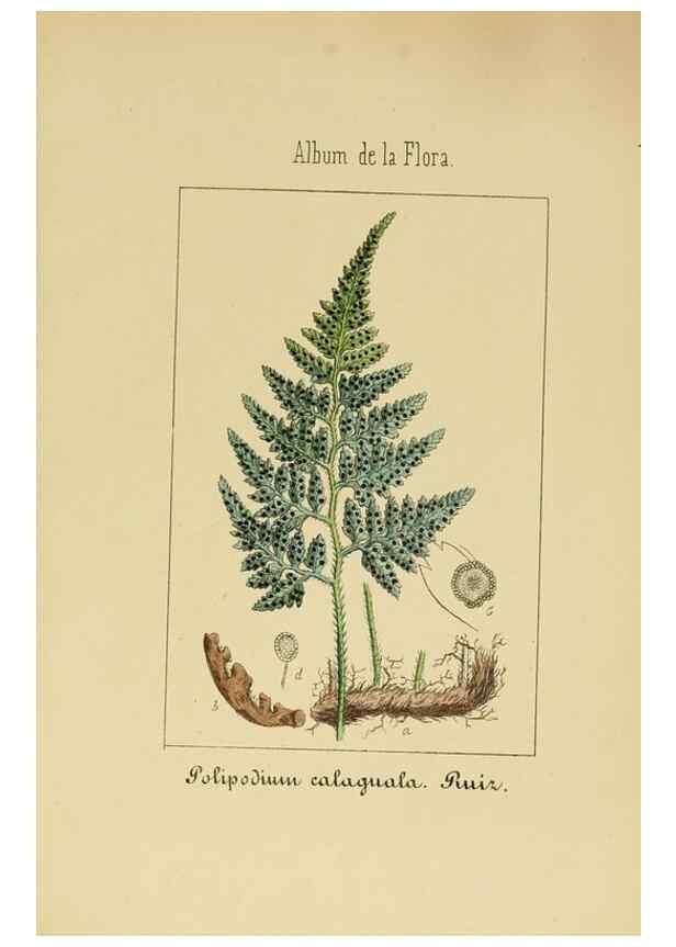Reproducción/Reproduction 8157661649: Album de la flora médico-farmacéutica é industrial, indígena y exótica,. Madrid,Impr. de la Galeria literaria,1862-64.