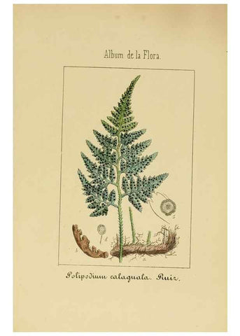 Reproducción/Reproduction 8157661649: Album de la flora médico-farmacéutica é industrial, indígena y exótica,. Madrid,Impr. de la Galeria literaria,1862-64.