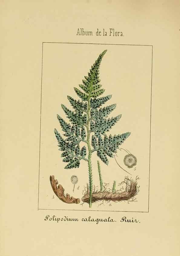 Reproducción/Reproduction 8157661649: Album de la flora médico-farmacéutica é industrial, indígena y exótica,. Madrid,Impr. de la Galeria literaria,1862-64.