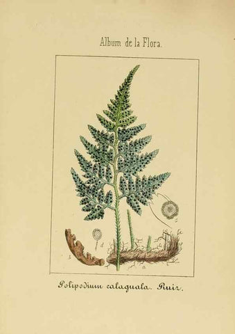 Reproducción/Reproduction 8157661649: Album de la flora médico-farmacéutica é industrial, indígena y exótica,. Madrid,Impr. de la Galeria literaria,1862-64.