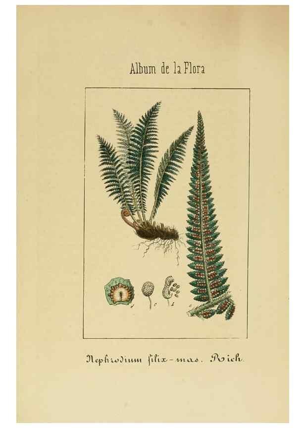 Reproducción/Reproduction 8157695114: Album de la flora médico-farmacéutica é industrial, indígena y exótica,. Madrid,Impr. de la Galeria literaria,1862-64.