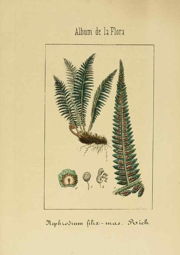 Reproducción/Reproduction 8157695114: Album de la flora médico-farmacéutica é industrial, indígena y exótica,. Madrid,Impr. de la Galeria literaria,1862-64.