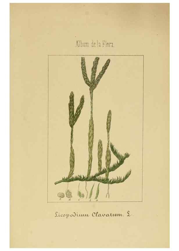 Reproducción/Reproduction 8157695640: Album de la flora médico-farmacéutica é industrial, indígena y exótica,. Madrid,Impr. de la Galeria literaria,1862-64.