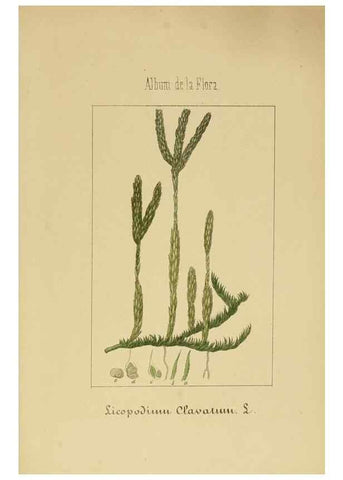 Reproducción/Reproduction 8157695640: Album de la flora médico-farmacéutica é industrial, indígena y exótica,. Madrid,Impr. de la Galeria literaria,1862-64.
