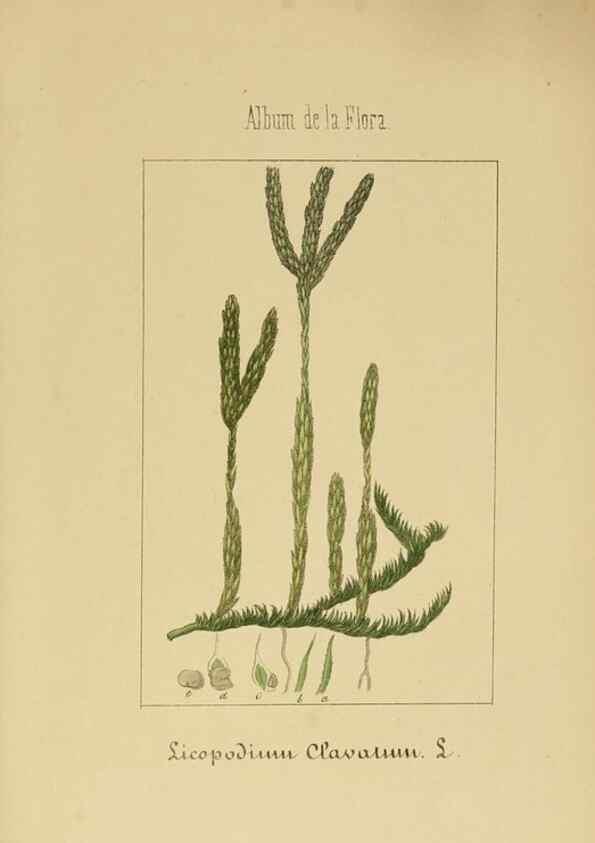 Reproducción/Reproduction 8157695640: Album de la flora médico-farmacéutica é industrial, indígena y exótica,. Madrid,Impr. de la Galeria literaria,1862-64.