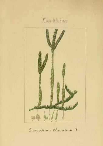 Reproducción/Reproduction 8157695640: Album de la flora médico-farmacéutica é industrial, indígena y exótica,. Madrid,Impr. de la Galeria literaria,1862-64.