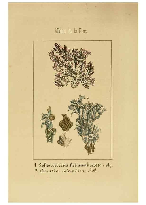 Reproducción/Reproduction 8157696156: Album de la flora médico-farmacéutica é industrial, indígena y exótica,. Madrid,Impr. de la Galeria literaria,1862-64.