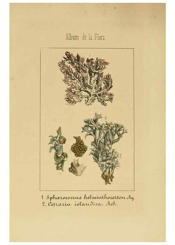Reproducción/Reproduction 8157696156: Album de la flora médico-farmacéutica é industrial, indígena y exótica,. Madrid,Impr. de la Galeria literaria,1862-64.