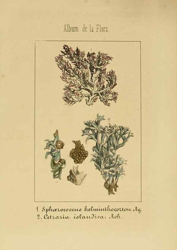 Reproducción/Reproduction 8157696156: Album de la flora médico-farmacéutica é industrial, indígena y exótica,. Madrid,Impr. de la Galeria literaria,1862-64.