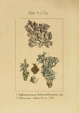 Reproducción/Reproduction 8157696156: Album de la flora médico-farmacéutica é industrial, indígena y exótica,. Madrid,Impr. de la Galeria literaria,1862-64.