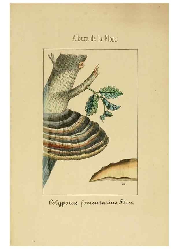 Reproducción/Reproduction 8157696660: Album de la flora médico-farmacéutica é industrial, indígena y exótica,. Madrid,Impr. de la Galeria literaria,1862-64.