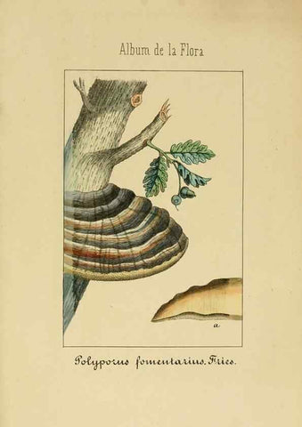 Reproducción/Reproduction 8157696660: Album de la flora médico-farmacéutica é industrial, indígena y exótica,. Madrid,Impr. de la Galeria literaria,1862-64.