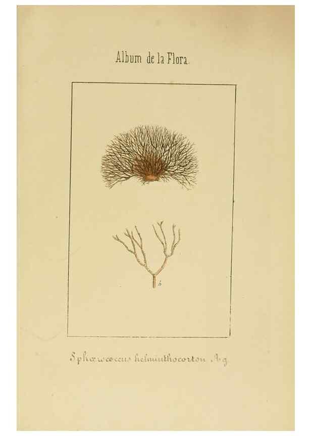 Reproducción/Reproduction 8157664199: Album de la flora médico-farmacéutica é industrial, indígena y exótica,. Madrid,Impr. de la Galeria literaria,1862-64.