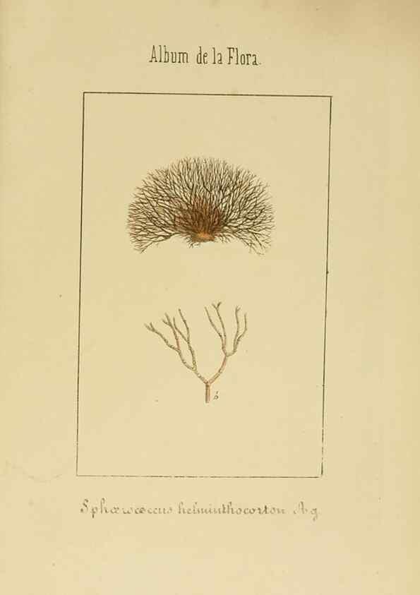 Reproducción/Reproduction 8157664199: Album de la flora médico-farmacéutica é industrial, indígena y exótica,. Madrid,Impr. de la Galeria literaria,1862-64.