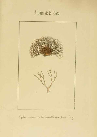 Reproducción/Reproduction 8157664199: Album de la flora médico-farmacéutica é industrial, indígena y exótica,. Madrid,Impr. de la Galeria literaria,1862-64.
