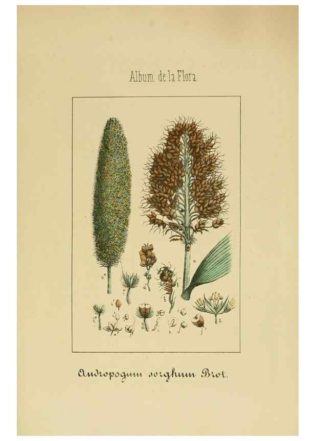 Reproducción/Reproduction 8157660327: Album de la flora médico-farmacéutica é industrial, indígena y exótica,. Madrid,Impr. de la Galeria literaria,1862-64.