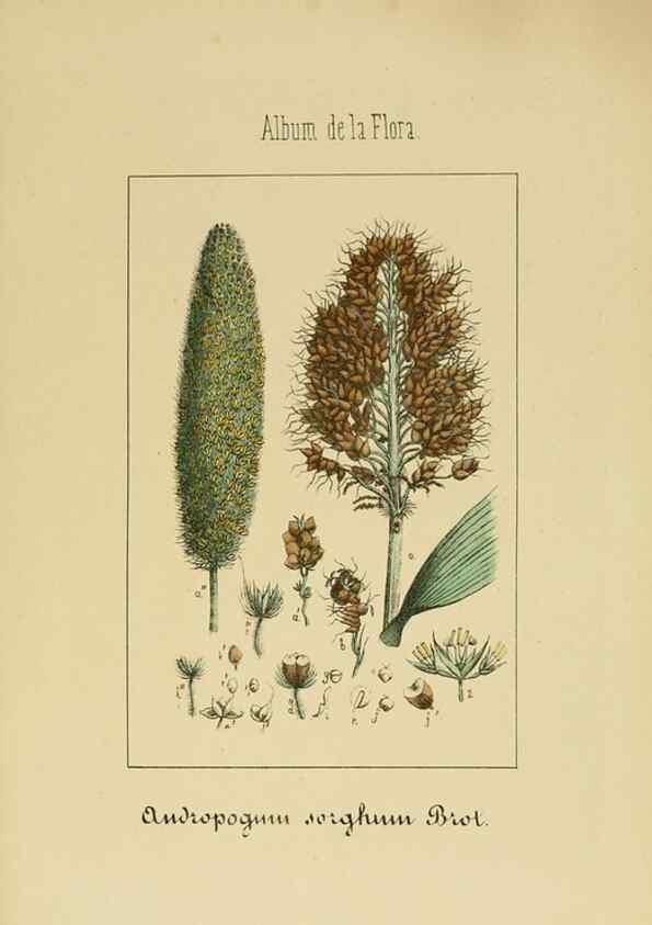 Reproducción/Reproduction 8157660327: Album de la flora médico-farmacéutica é industrial, indígena y exótica,. Madrid,Impr. de la Galeria literaria,1862-64.