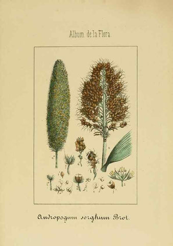 Reproducción/Reproduction 8157660327: Album de la flora médico-farmacéutica é industrial, indígena y exótica,. Madrid,Impr. de la Galeria literaria,1862-64.