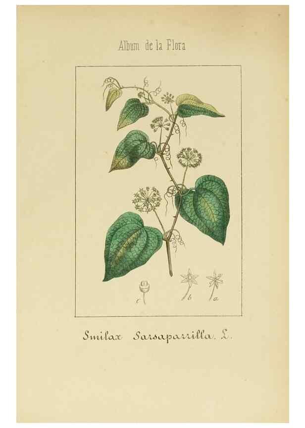Reproducción/Reproduction 8157656013: Album de la flora médico-farmacéutica é industrial, indígena y exótica,. Madrid,Impr. de la Galeria literaria,1862-64.