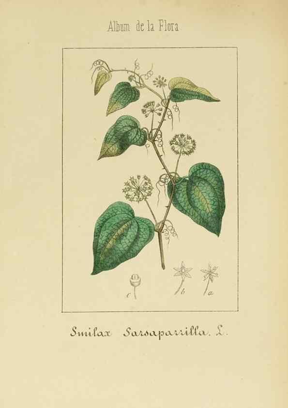 Reproducción/Reproduction 8157656013: Album de la flora médico-farmacéutica é industrial, indígena y exótica,. Madrid,Impr. de la Galeria literaria,1862-64.