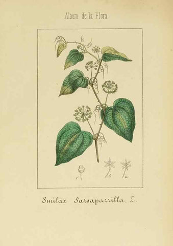 Reproducción/Reproduction 8157656013: Album de la flora médico-farmacéutica é industrial, indígena y exótica,. Madrid,Impr. de la Galeria literaria,1862-64.