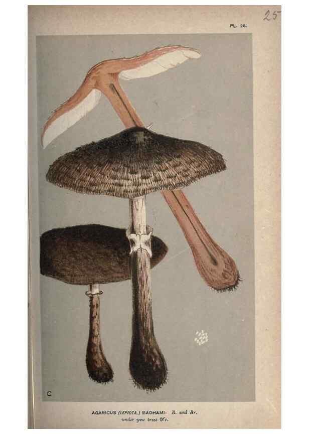 Reproducción/Reproduction 8163868255: Illustrations of British Fungi (Hymenomycetes), to serve as an atlas to the ""Handbook of British Fungi"".. LondonWilliams and Norgate1881-91