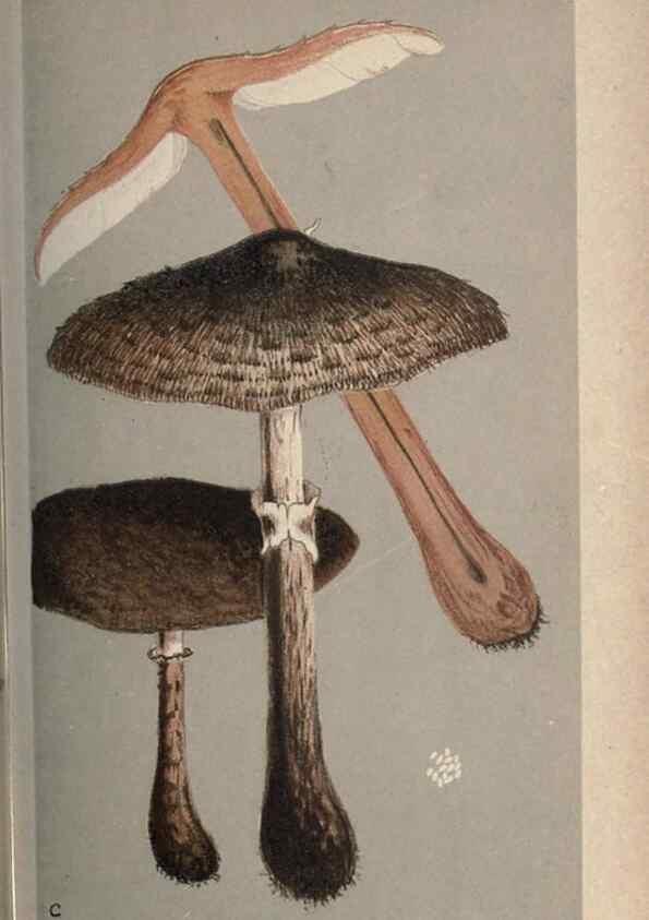 Reproducción/Reproduction 8163868255: Illustrations of British Fungi (Hymenomycetes), to serve as an atlas to the ""Handbook of British Fungi"".. LondonWilliams and Norgate1881-91