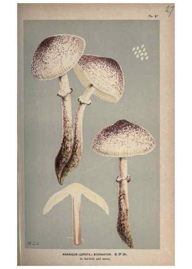 Reproducción/Reproduction 8163902066: Illustrations of British Fungi (Hymenomycetes), to serve as an atlas to the ""Handbook of British Fungi"".. LondonWilliams and Norgate1881-91