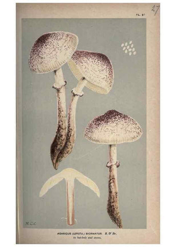 Reproducción/Reproduction 8163902066: Illustrations of British Fungi (Hymenomycetes), to serve as an atlas to the ""Handbook of British Fungi"".. LondonWilliams and Norgate1881-91