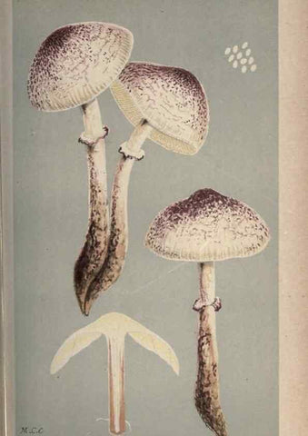 Reproducción/Reproduction 8163902066: Illustrations of British Fungi (Hymenomycetes), to serve as an atlas to the ""Handbook of British Fungi"".. LondonWilliams and Norgate1881-91