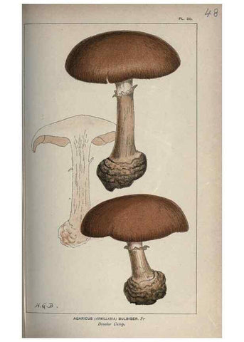 Reproducción/Reproduction 8163911854: Illustrations of British Fungi (Hymenomycetes), to serve as an atlas to the ""Handbook of British Fungi"".. LondonWilliams and Norgate1881-91