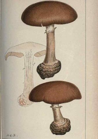 Reproducción/Reproduction 8163911854: Illustrations of British Fungi (Hymenomycetes), to serve as an atlas to the ""Handbook of British Fungi"".. LondonWilliams and Norgate1881-91
