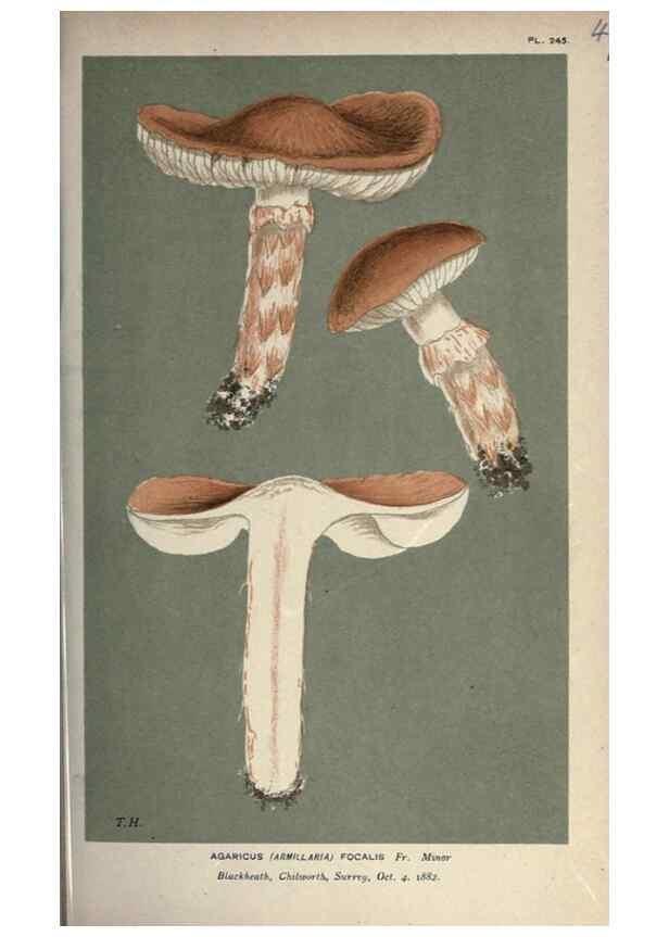 Reproducción/Reproduction 8163879075: Illustrations of British Fungi (Hymenomycetes), to serve as an atlas to the ""Handbook of British Fungi"".. LondonWilliams and Norgate1881-91